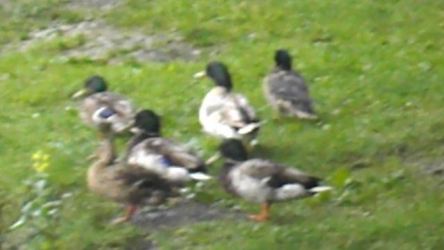 DSCN8054 Парк Шерстяник город Невинномысск июнь 2025