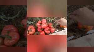 Обзор томата -бычье сердце гигант 29.08.24г.