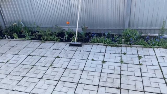 Влог за 3 дня / Сажаю тюльпаны / Покупки / Подготовка гру