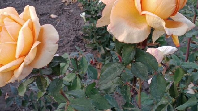 ДОБРОЙ НОЧИ 🌌 ЖЕЛАЮ САМЫХ КРАСИВЫХ СНОВ 😊 ХАРЬКОВ ♥?