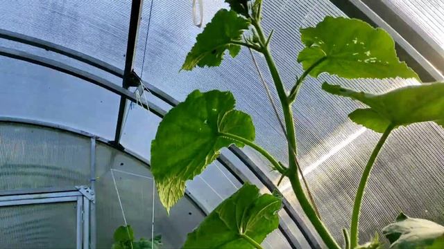 мой фаворит среди томатов 🍅/ урожай на сегодня 🥒🌶️?