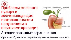 Проблемы желчного пузыря и желчевыводящих протоков, к каким нарушениям в организме приводит.