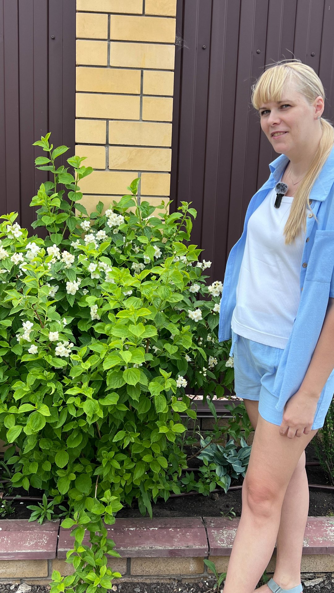 Чубушник - основные правила посадки смотреть онлайн