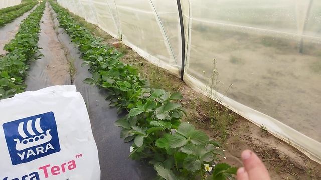 Финальное внесения кальция в корень , Brexil Ca по листу с ?