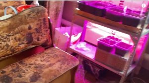 ВЕРНУЛИСЬ В ДЕРЕВНЮ И СРОЧНО ВЫНОСИМ МЕБЕЛЬ, ПОСТАВИЛА ПАРНИК, МУЖ ЧИНИТ МУЛЬТИВАРКУ