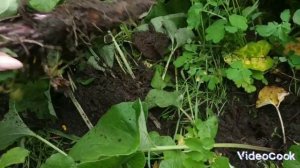 Корнеудалитель своими руками из старой лопаты. Weeder. Уд