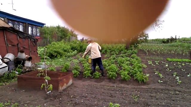 Колорадский жук. смотреть онлайн