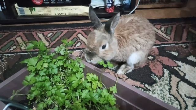 Папа вырастил петрушку, а Ирискин съел