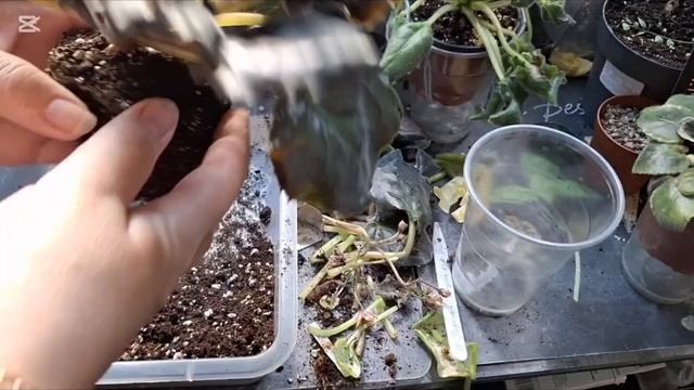 Упал стеллаж. День 3. Привожу фиалки в порядок.