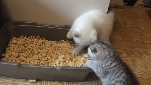 Котяткам 1 месяц. Осваивают тазик