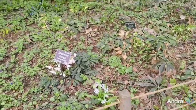 Что успело зацвести в Московском Аптекарском огороде смотреть онлайн