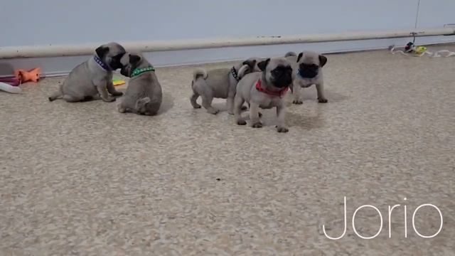 Jorio#деткиконфетки#собака#mops#pug#puppy#крутойпарень#love#funny#