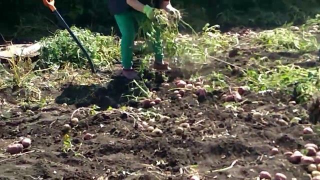 Ах,картошка-тошка-тошка ...