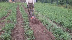 Электрокультиватор Patriot Elektra 1000 в работе, обзор, впечатление, прополка и окучка картошки