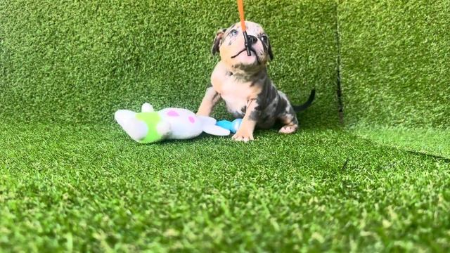 Продажа щенков Американского Булли. Девочка мерль, зо?