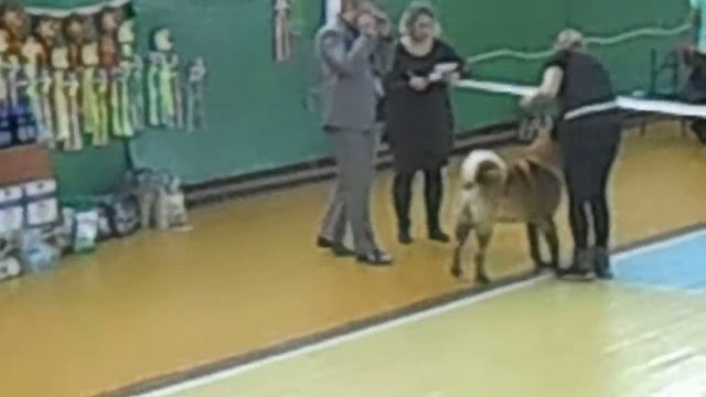 ВЫСТАВКА РКФ 14.02.15г. ВИКТОРИЯ г.Рыбинск