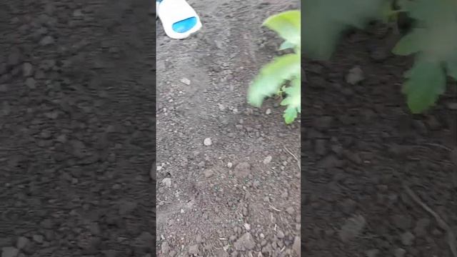 Після такої посадки помідора, ви будете завжди з врожа