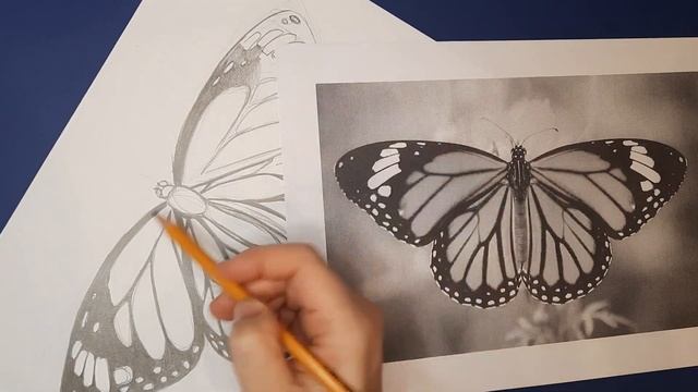 Урок 5! Как рисовать бабочку с тенью и фоном простым ка? смотреть онлайн