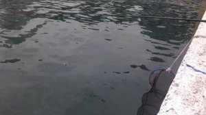 Рыбалка в Сочи с берега. Камбала, крупная рулена и смар