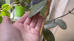 Мои секреты ухода за хойями — попробуй сам!