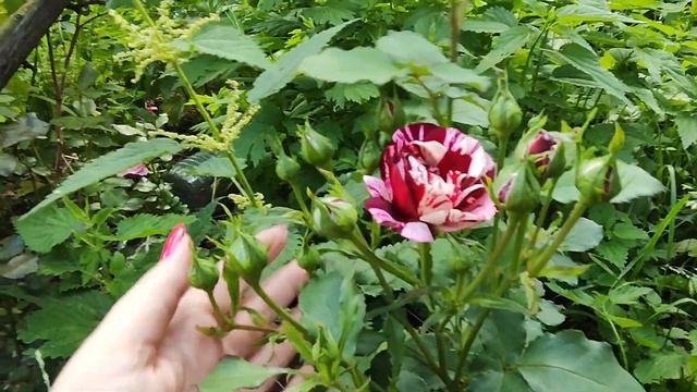 РОЗА НЬЮ ЭМЭЙДЖИ, ЧАСТЬ 1. ЛЕТО 2024Г.