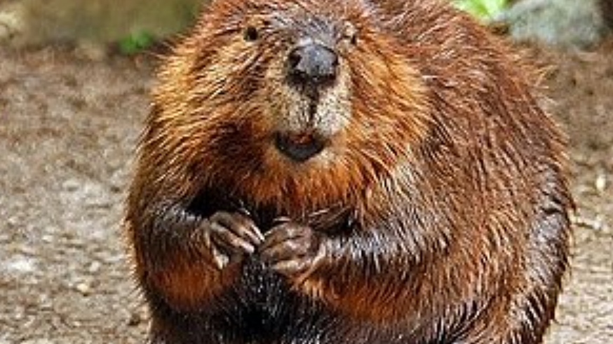 песня бобёр| бобыр турба