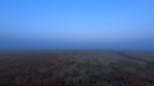 Охота на перепела. Сентябрь 2024. Бретонский эпаньоль.Хо