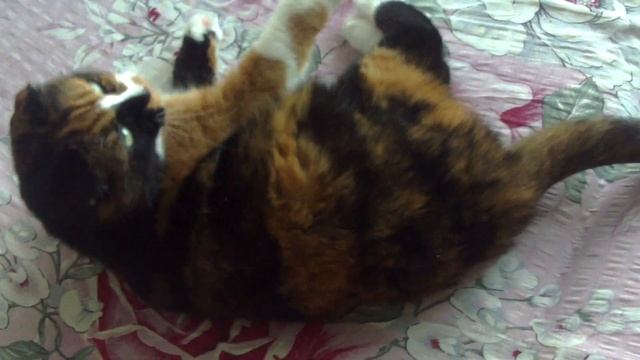 Поиграю #sorts