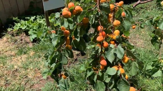 Абрикосовое дерево 3 года, а плодов   ВАА.