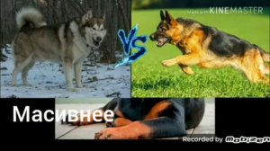 Маламут против немецкую овчарку