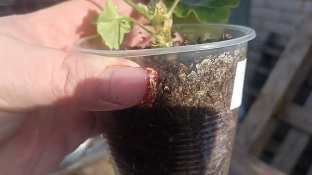 ОЦЕНИВАЕМ ПОЛУЧЕННУЮ ПЕЛАРГОНИЮ ОТ КОРОБКИ ДО ПОСАДК?