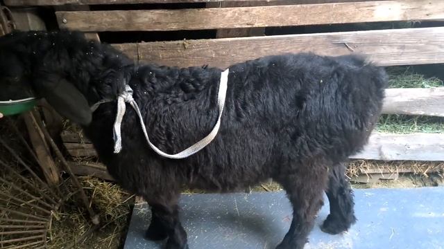 Кочкорик 3 месяца из под двойни 48 кг живого веса