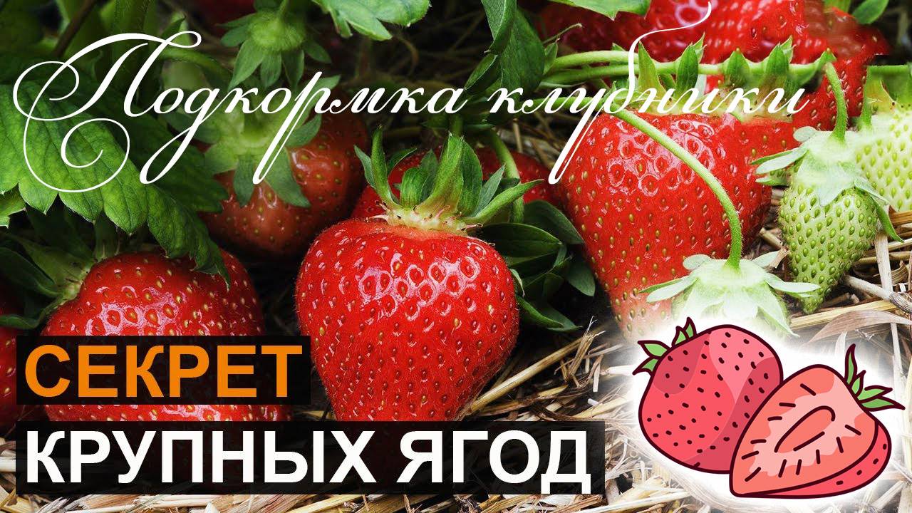 Подкормка Клубники во время Налива Ягод и Плодоношения смотреть онлайн
