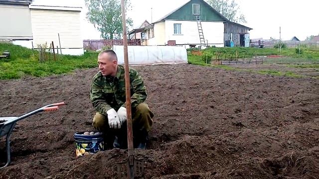 Картофель 33 рус