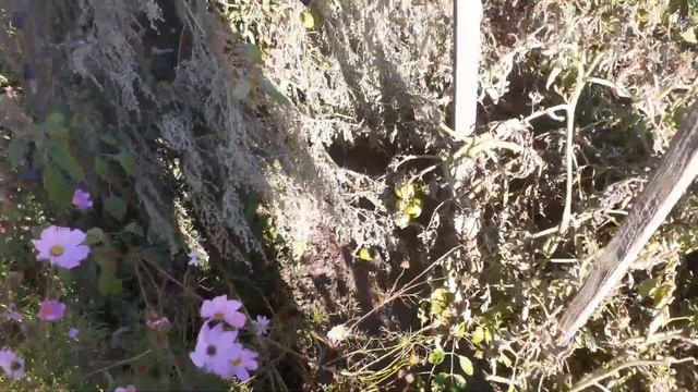 Свекла уборка урожая 2024 год 23 сентября