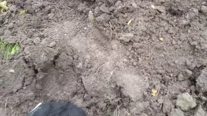 Созрела ДЫНЯ сорта КАРАМЕЛЬКА!!!  Очень ВКУСНАЯ!!!!