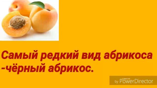 ФАКТЫ. АБРИКОС смотреть онлайн
