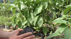 💡 Сажайте перец и баклажаны правильно – и будете в восторге от результата!