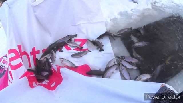 Супер рыбалка на форель