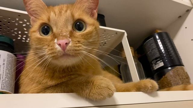 Рыжая Специя