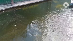 Нерест форели в домашнем пруду