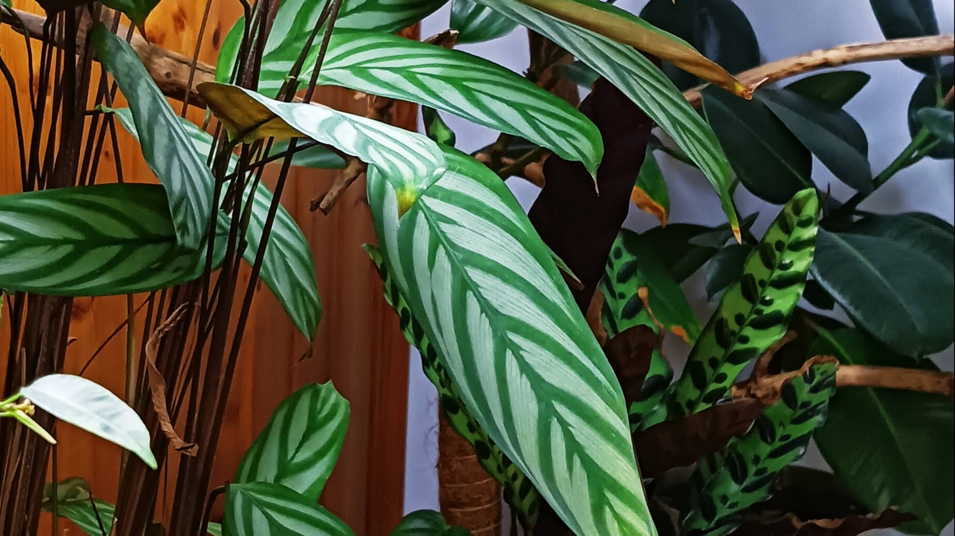 Домашние цветы. Не всем пришлись по душе летние каникулы. Кто ещё остался дома? Подарочки. смотреть онлайн