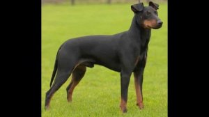 Манчестер терьер