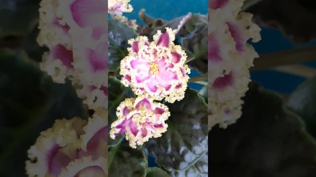 Цветущие растения. Часть 2. Фиалки.