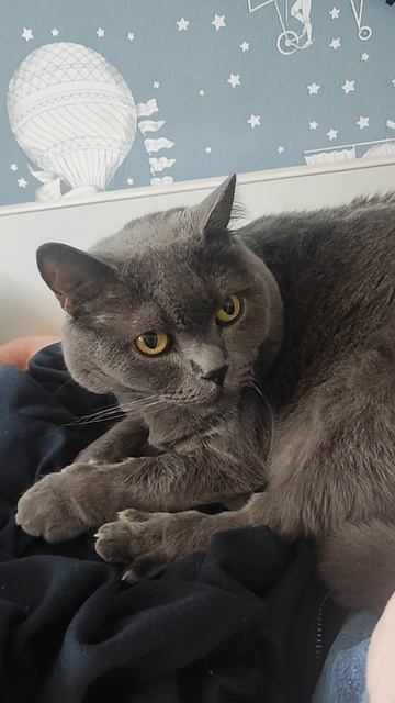 Нашли кота! ❤🐱❤ смотреть онлайн