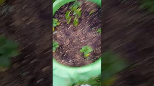 Вторая часть как вырастить перец.