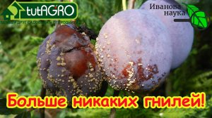 НИ ЖЕЛТЫХ ЛИСТЬЕВ, НИ ПЯТЕН: как избавиться от болезней в саду и в огороде раз и навсегда.