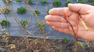 Почернели веточки, кончики голубики. Что это? Что дела?