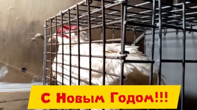 с Новым Годом!!! смотреть онлайн