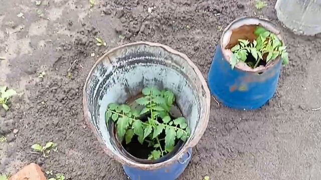 Казахстан город Рудный,обзор моего огорода, у нас всё ?